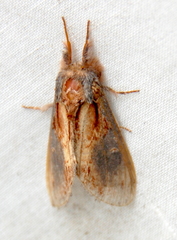 Notodonta scitipennis