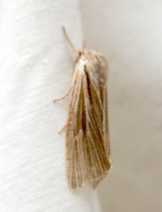 Mythimna oxygala