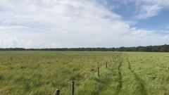 Hemarthria altissima