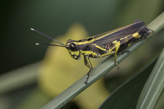 Traulia azureipennis