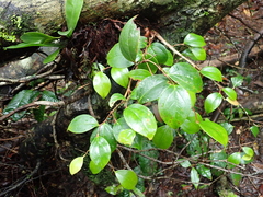 Paphia meiniana