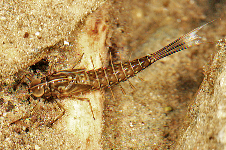 Ameletus cryptostimulus