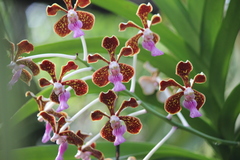 Vanda tricolor
