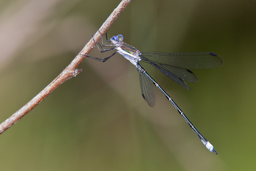 Great Spreadwing