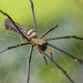 人面蜘蛛 - Photo 由 budak 所上傳的 (c) budak，保留部份權利CC BY-NC