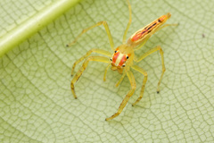 Viciria pavesii