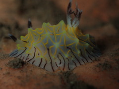 Halgerda elegans