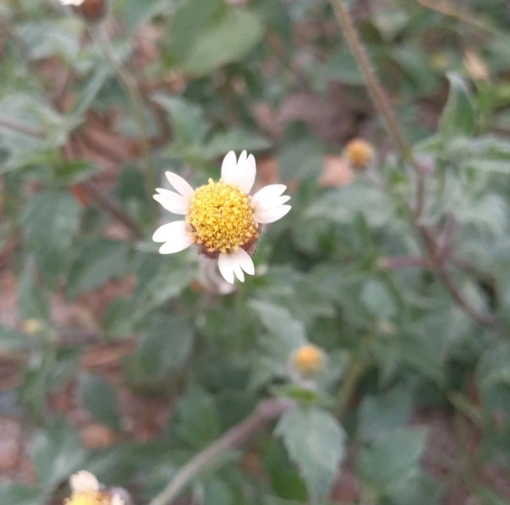 Tridax procumbens