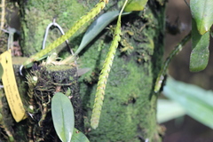 Thrixspermum centipeda