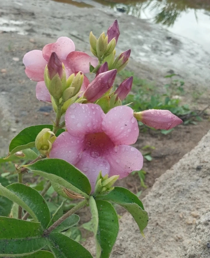 Allamanda blanchetii