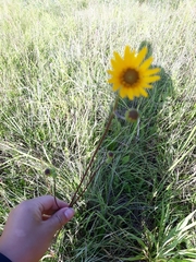 Helianthus occidentalis