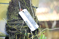 Thrixspermum centipeda