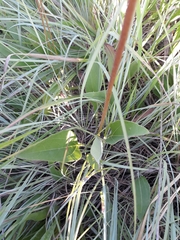 Helianthus occidentalis