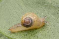 Helicarion perfragilis