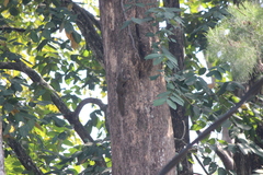 Callosciurus notatus