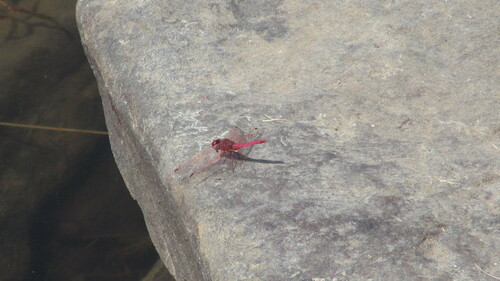 Crimson Marsh Glider