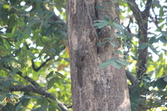 Callosciurus notatus