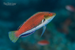 Dotted Wrasse photo 5