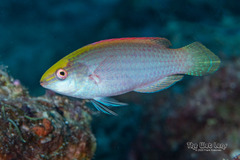 Pink-Margin Wrasse photo 5