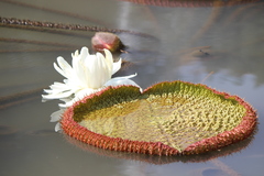 Victoria amazonica