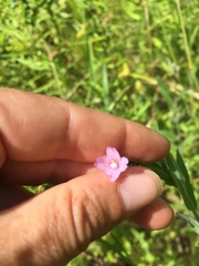 Epilobium strictum