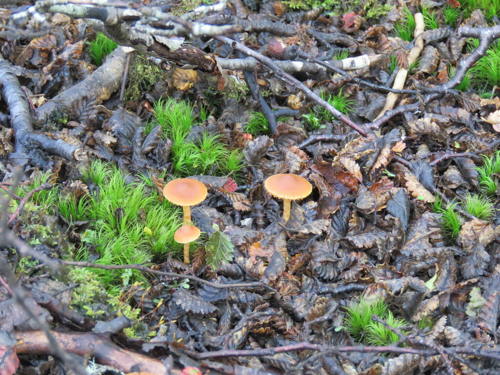 Tubaria furfuracea · March 2025 · photo: © fede_munoz (iNaturalist, cc0)