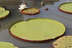 Victoria amazonica
