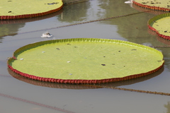 Victoria amazonica