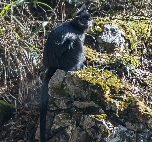 François' Lutung