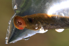 Lampetra richardsoni