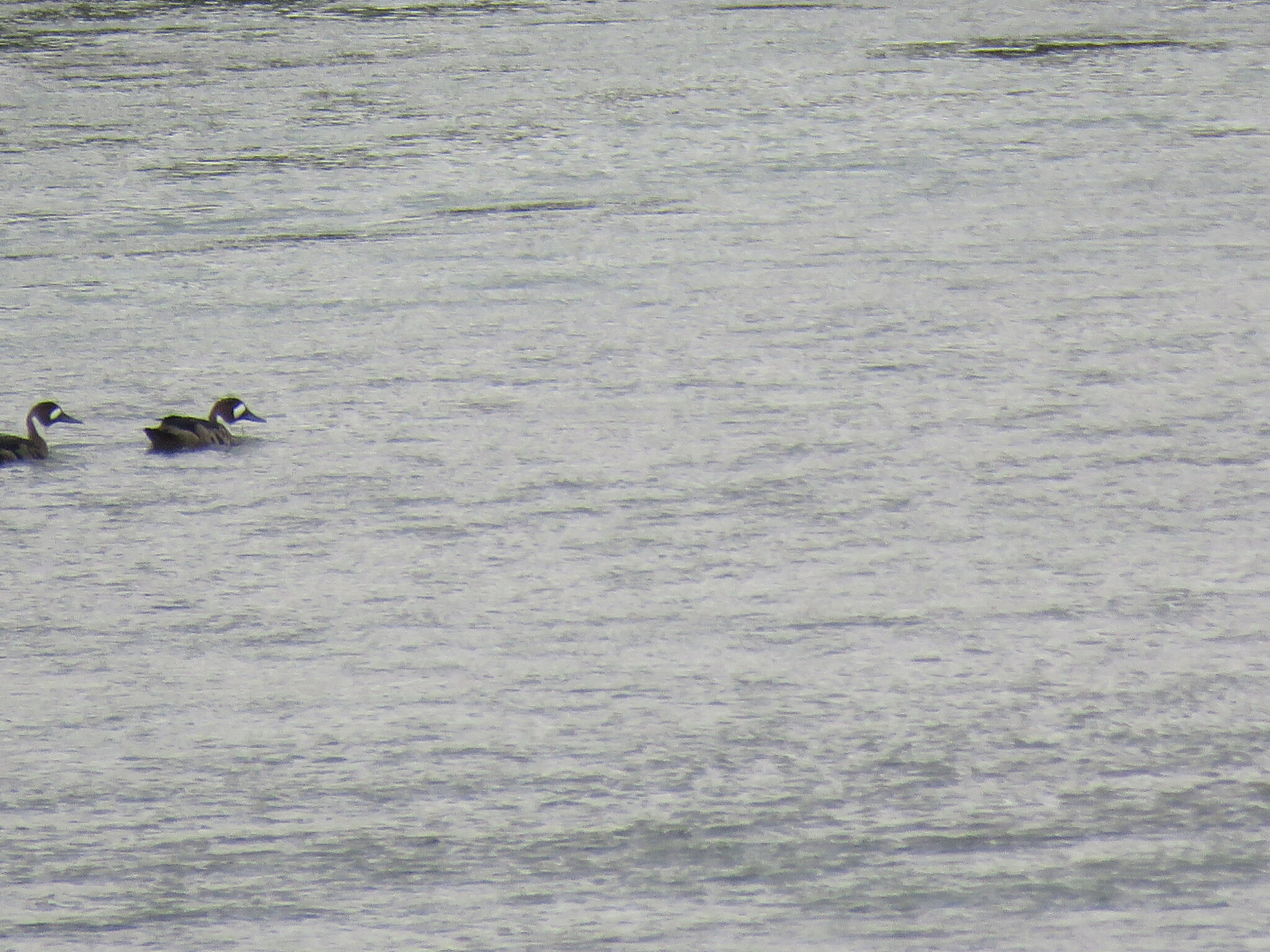 Bronze-winged Duck (Speculanas specularis), photo 6