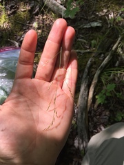 Poa nemoralis