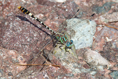 Erpetogomphus lampropeltis