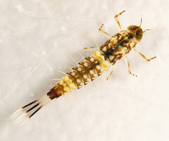 Ameletus tertius