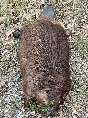 American Beaver photographed in Kentucky