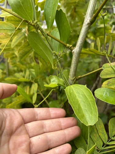 Smilax havanensis (Smilax havanensis)