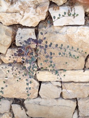 Capparis zoharyi