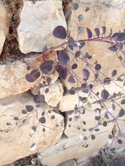 Capparis zoharyi