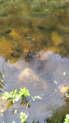 Aquarius elongatus