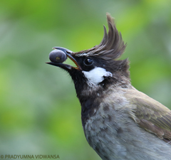 Pycnonotus leucogenys