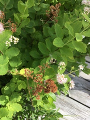 Bombus vagans bolsteri