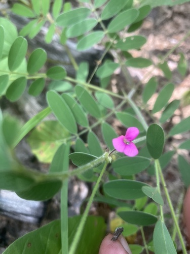 Purple Hoarypea