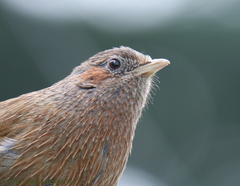 Trochalopteron lineatum