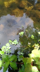 Aquarius elongatus