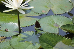 Doleschallia bisaltide