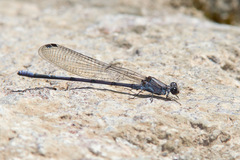 Argia tonto