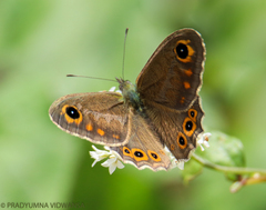 Lasiommata schakra