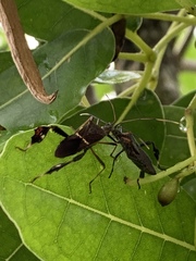 Leptoglossus concolor