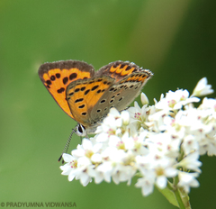 Lycaena panava