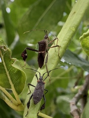 Leptoglossus concolor